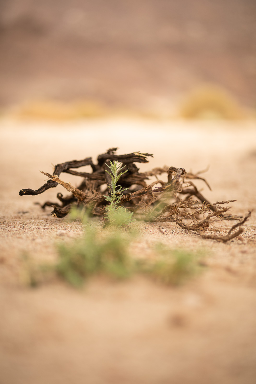 Human & Nature  outoftime 11